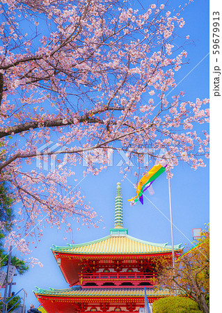 孝道山の桜（神奈川県横浜市） 59679913