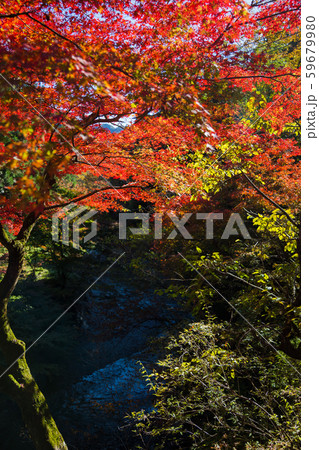 紅葉 檜原村秋景 紅葉 檜原村秋景 59679980