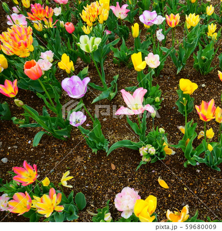Flower bed of different kinds of color tulips 59680009