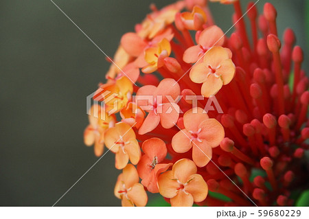 南国の花 サンタンカの写真素材