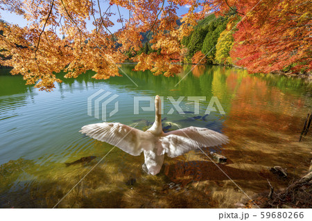 【南アルプス】 伊奈ヶ湖 紅葉 白鳥 【南アルプス】 伊奈ヶ湖 紅葉 白鳥 59680266