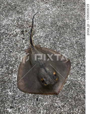 アカエイ Dasyatis akajei 59680639