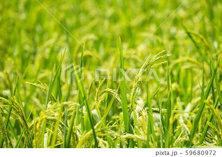 Organic green jasmine rice farm to harvest 59680972