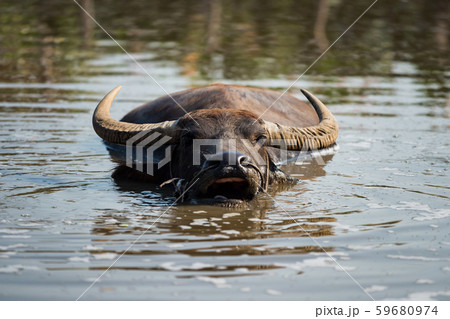 water buffalo chewing grass food on water 59680974
