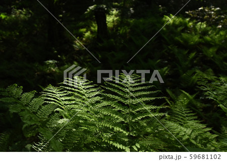 白神山地 59681102