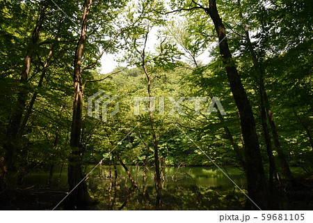 白神山地 白神山地 59681105