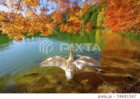 【南アルプス】　伊奈ヶ湖　紅葉　白鳥 59681567