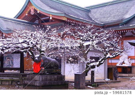 北野天満宮（京都市上京区）梅の花に積もる雪 59681578