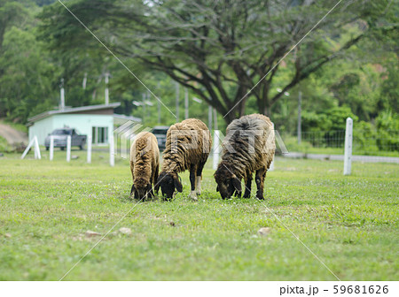 Sheep Grazing in a Green Field Sheep Grazing in a Green Field 59681626