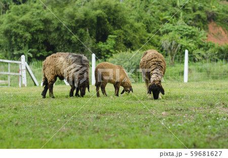Sheep Grazing in a Green Field Sheep Grazing in a Green Field 59681627