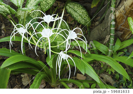 Crinum Lily, Cape Lily, Poison Bulb, Spider Lily,Crinum asiaticum Linn 59681633