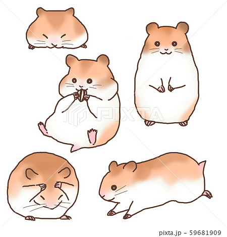 hamster illustration