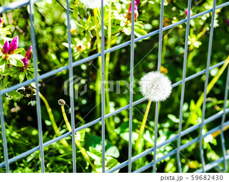 たんぽぽ 59682430