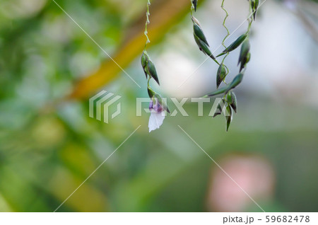 Water canna, water plant Water canna, water plant 59682478