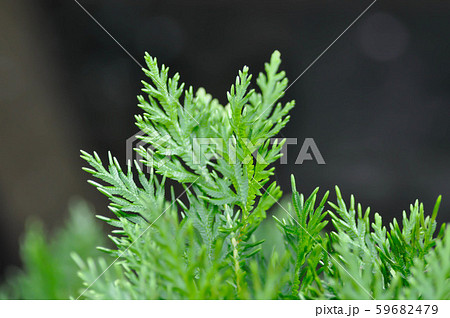 fern , fern plant fern , fern plant 59682479
