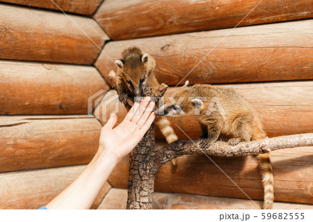 Beautiful animals Nasua on the branch look 59682555