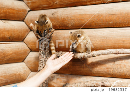 Beautiful young Nasua in a zoo on a branch  59682557