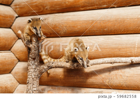 Young Nasua on a branch on a wooden background Young Nasua on a branch on a wooden background 59682558