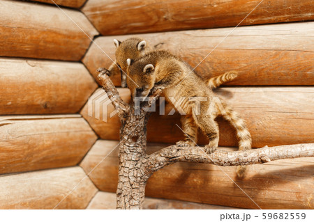 Two friends of the Nasua are sitting on a branch Two friends of the Nasua are sitting on a branch 59682559
