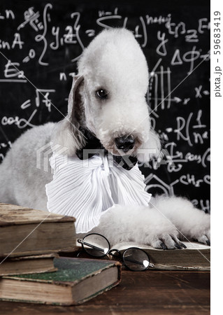 Cute scientist dog breed Bedlington Terrier 59683419