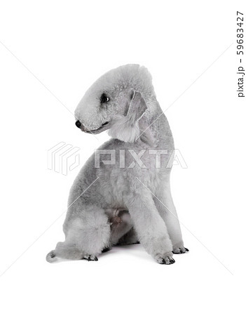 Cute Bedlington Terrier dog sitting in the studio 59683427