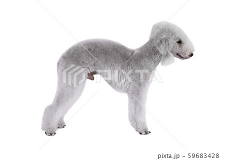 Cute Bedlington Terrier dog standing in a classic Cute Bedlington Terrier dog standing in a classic 59683428