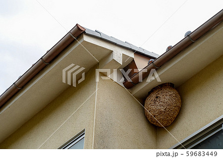 住宅にできたスズメバチの巣 59683449