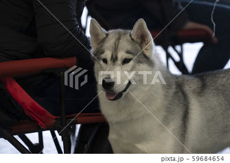 Alaskan malamute dog portrait 59684654