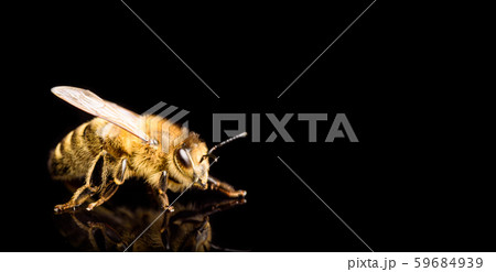 Honey bee macro, isolated on black background. Bee 59684939