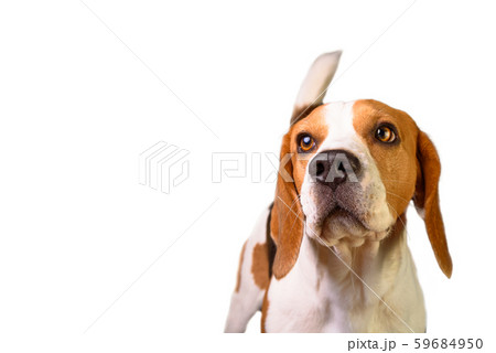 Portrait of a young male beagle dog on white 59684950