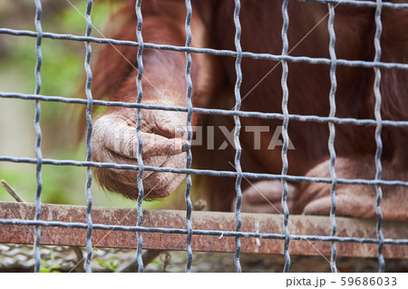 Red-haired orangutan sitting in a cage reaches out the hand through a metal grid Red-haired orangutan sitting in a cage reaches out the hand through a metal grid 59686033