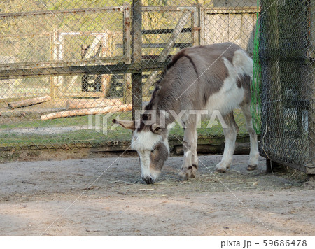 Donkeys, Equus asinus asinus, in aviary eating hay Donkeys, Equus asinus asinus, in aviary eating hay 59686478