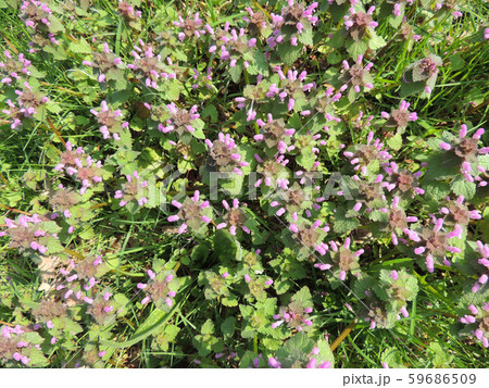 Lilac dead-nettle, Lamium purpureum, during 59686509
