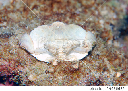 白いカニの写真素材