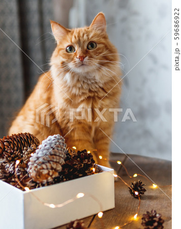 Cute ginger cat is sitting on wooden table near box with pine cones and light bulbs. Scandy style. Preparation for Christmas and New Year celebration. 59686922