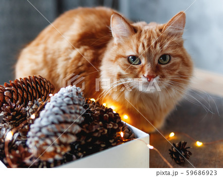 Cute ginger cat is sitting on wooden table near box with pine cones and light bulbs. Scandy style. Preparation for Christmas and New Year celebration. 59686923