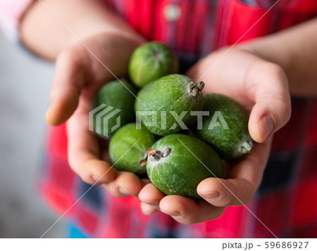 Man in tartan plaid shirt holds feijoa or pineapple guava and guavasteen, also known as Acca sellowiana. Exotic fruit harvest. 59686927