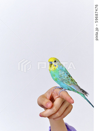セキセイインコ 59687476
