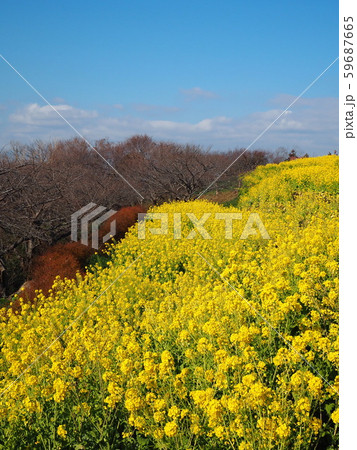 吾妻山公園の菜の花 吾妻山公園の菜の花 59687665