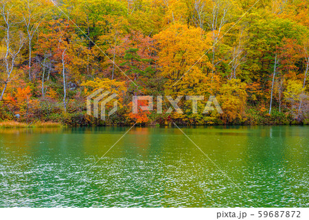 志賀高原の紅葉【長野県・丸池】 59687872