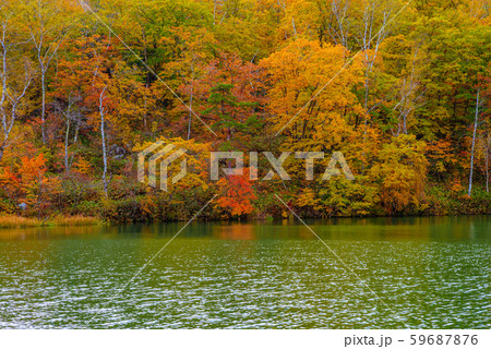 志賀高原の紅葉【長野県・丸池】 59687876
