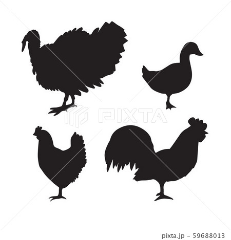Vector set bundle of domestic birds silhouette 59688013