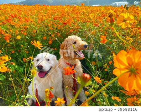 キバナコスモスと愛犬 59688116