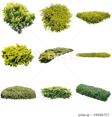 カラーリーフガーデン植物切り抜き 59688757