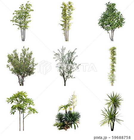 カラーリーフガーデン植物切り抜き 59688758