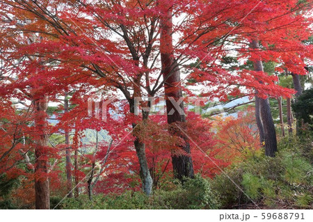 吉野山 紅葉 吉野山 紅葉 59688791