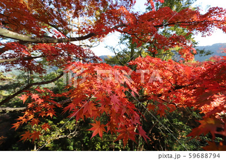 吉野山 紅葉 吉野山 紅葉 59688794
