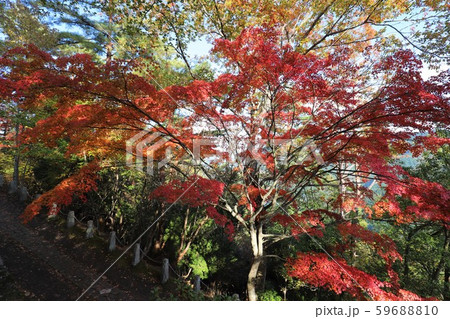 吉野山　紅葉 59688810
