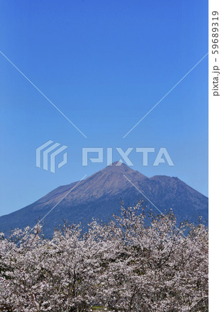 サクラ霧島の写真素材