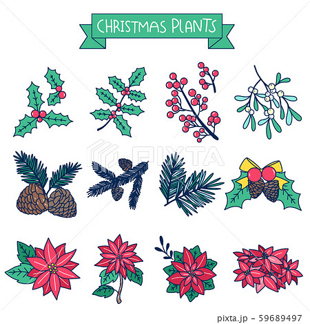 クリスマス 植物 アイコンのイラスト素材